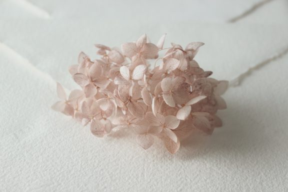 Hortensia Rosa Pastel