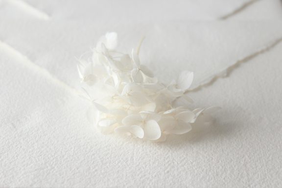 Hortensia Blanca