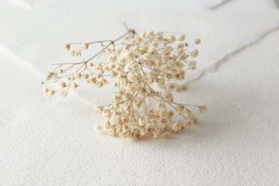 Paniculata