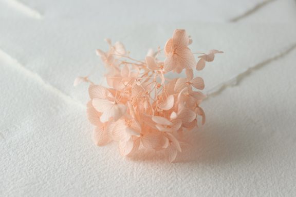 Hortensia Coral