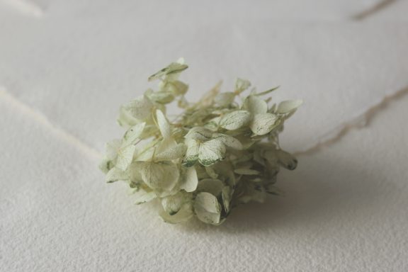 Hortensia Verde Pastel