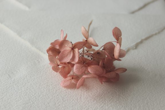 Hortensia Rosa