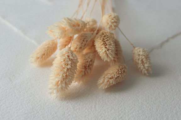 Phalaris