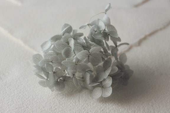 Hortensia Azul