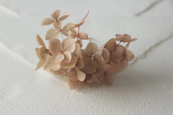 Hortensia Marrón