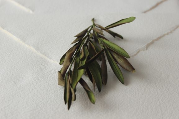Olivo