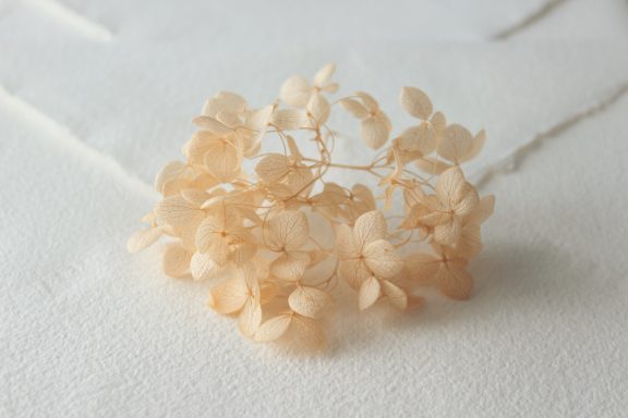 Hortensia Naranja